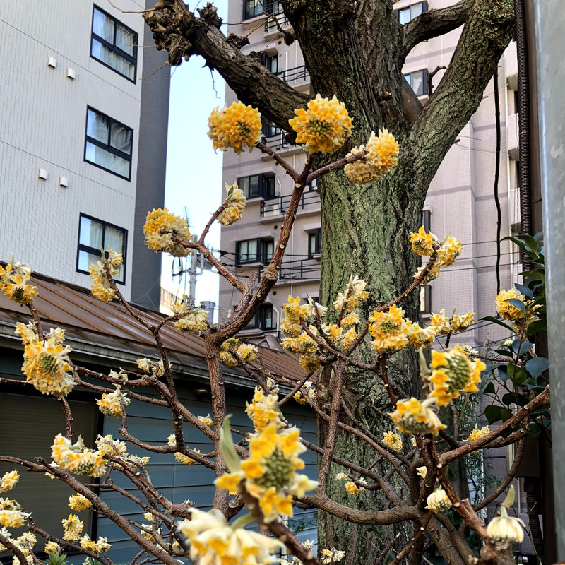 高輪神社、はなみずき