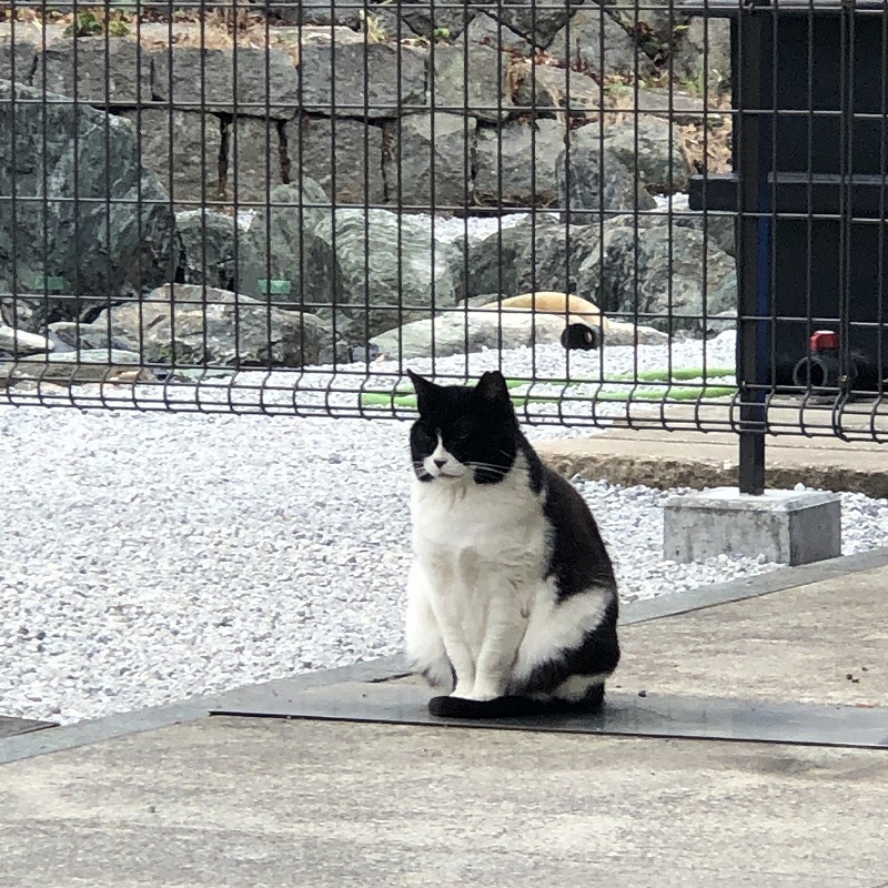 白金氷川神社におすまいのねこ